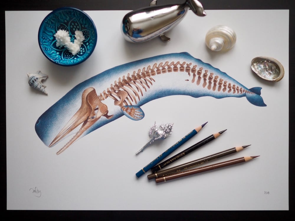 Image of 2018 Edition - Sperm Whale Skeleton - Heavyweight Recycled Matte Paper Fine Art Print A3