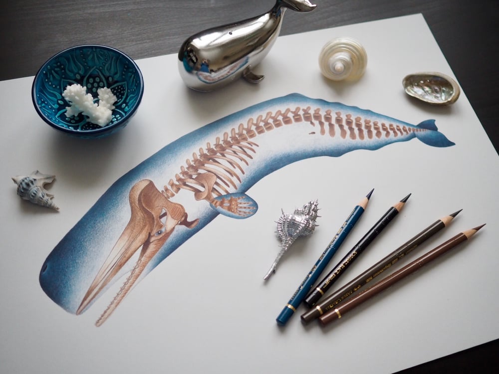 Image of 2018 Edition - Sperm Whale Skeleton - Heavyweight Recycled Matte Paper Fine Art Print A3