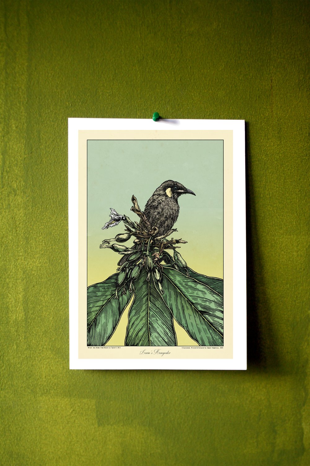 Image of Brian (Lewin's Honeyeater)