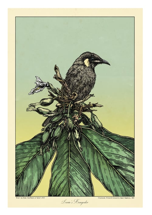 Image of Brian (Lewin's Honeyeater)