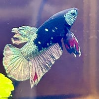 Image of Avatar Gold Red Vampire HMPK Male