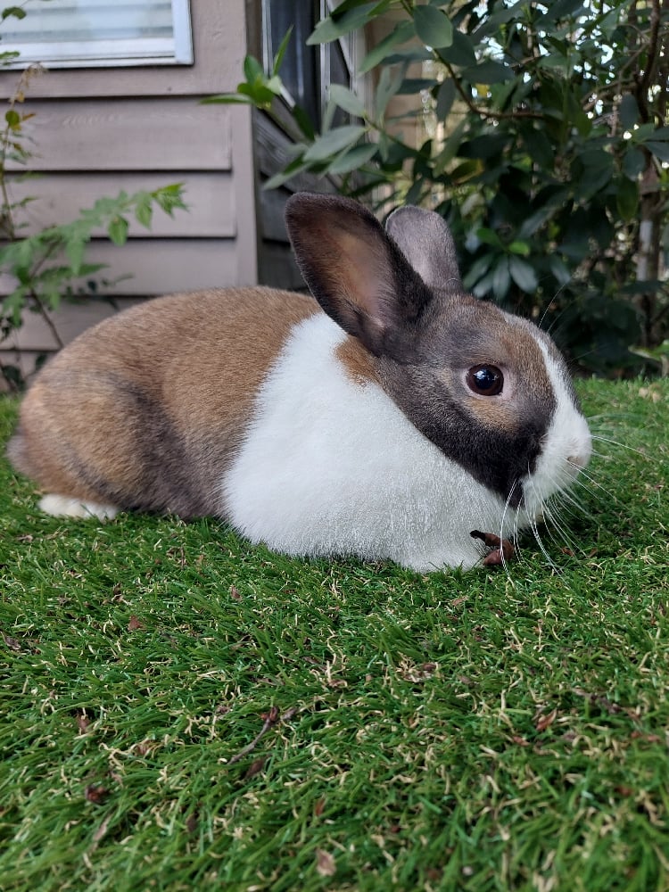 Image of Harry (M) Fixed