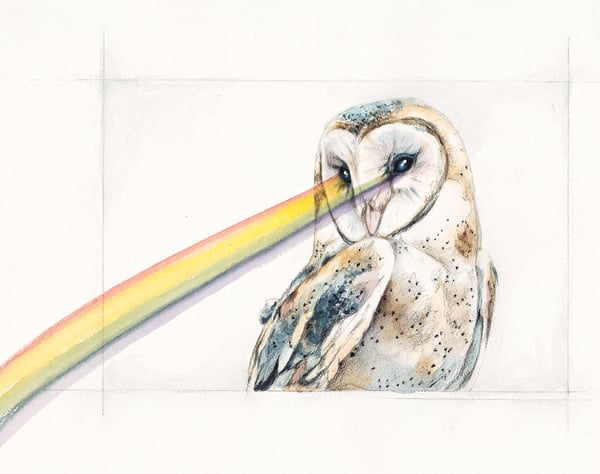 Image of Snowy Barn Owl