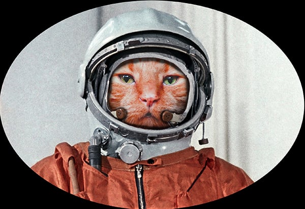 Image of Pack of 50 Catstronaut Stickers - MSRP $3 each