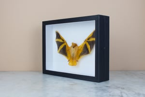 Image of REAL BAT - Kerivoula Picta