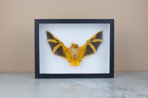 Image of REAL BAT -  Kerivoula Picta 