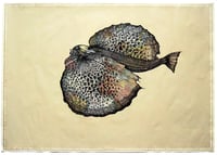 Image 2 of Flying Fish