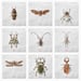 Image of Natura Insects Series 4 -Winter 2017-