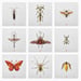 Image of Natura Insects Series 3 -Autumn 2017-