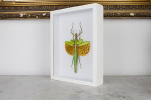 Image of Paracyphocrania Major - in white frame