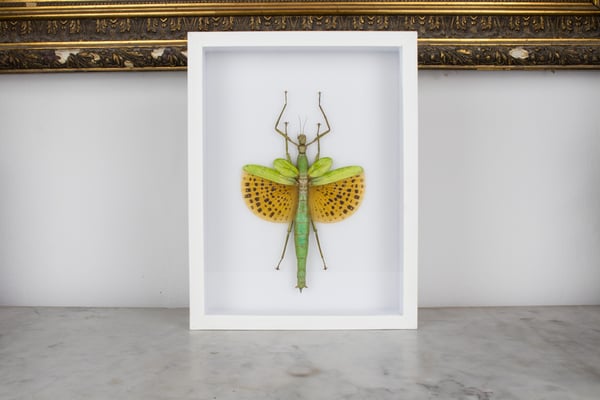 Image of Paracyphocrania Major - in white frame
