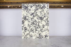 Image of Paracyphocrania Major - in white frame