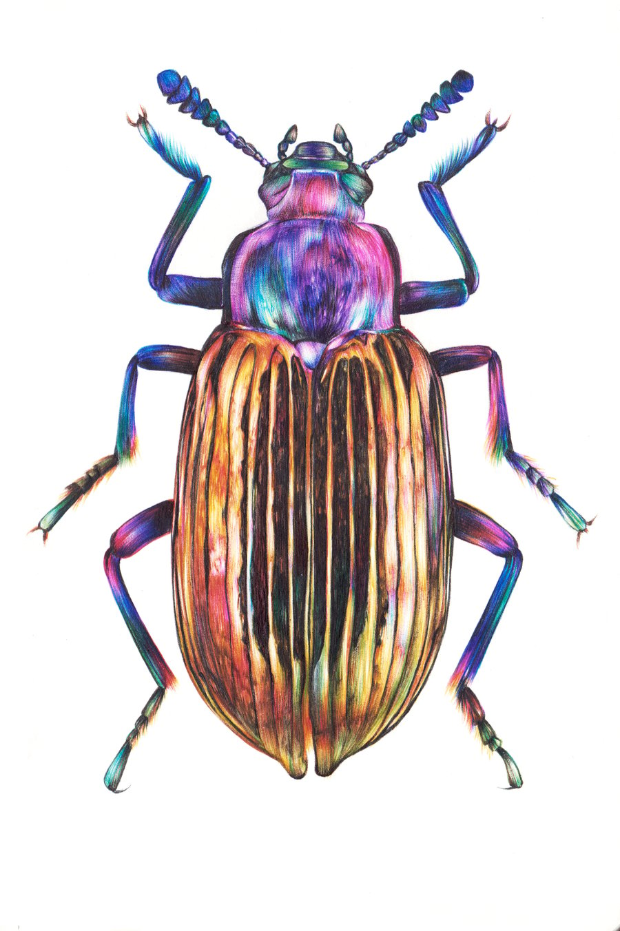 Image of Darkling Beetle - Open Edition Print