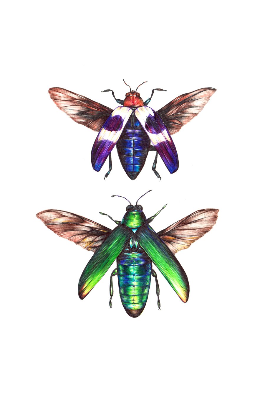 Image of Winged Jewel Beetles - Open Edition Print