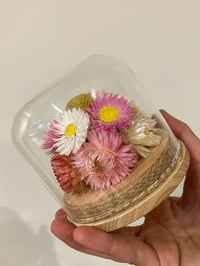Image 1 of Med Glass Flower Dome - Billy Daisy