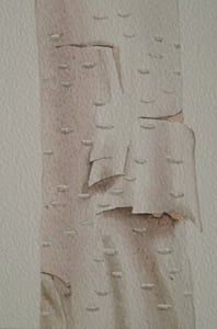 Image of Silver Birch