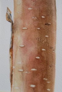 Image of Copper Birch 1