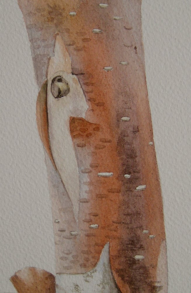 Image of Copper Birch 2