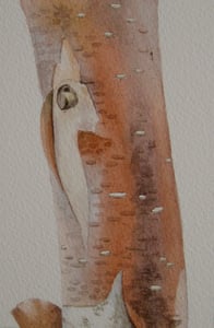 Image of Copper Birch 2