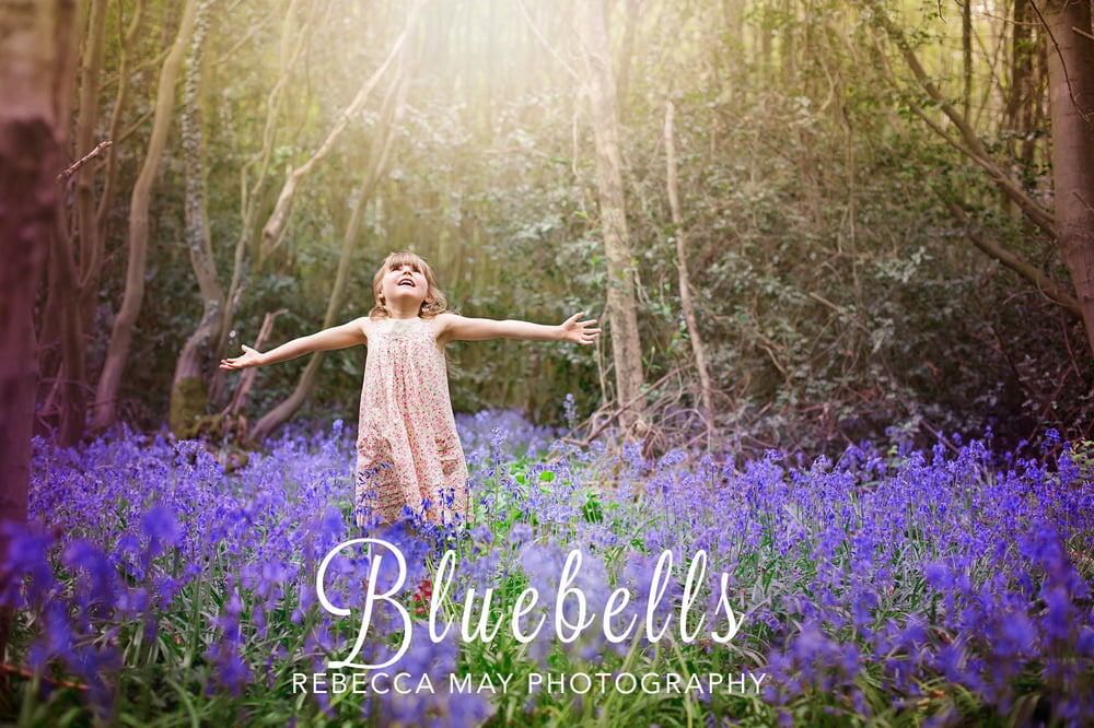 Image of BLUEBELL SHOOTS - Sunday April 28th 2024