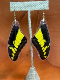 Image 1 of XXL Giant Swallowtail Forewings