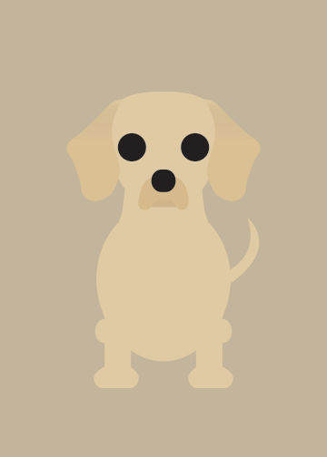 Chiweenie Collection