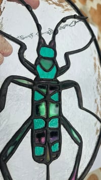 Image 3 of Longhord beetle