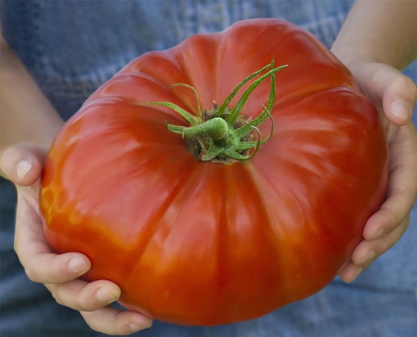 Image of Vegetable - Tomato - Gigantomo - 10 Seeds