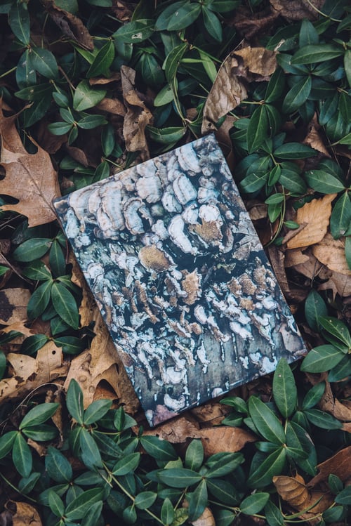 Image of Mushroom Journal