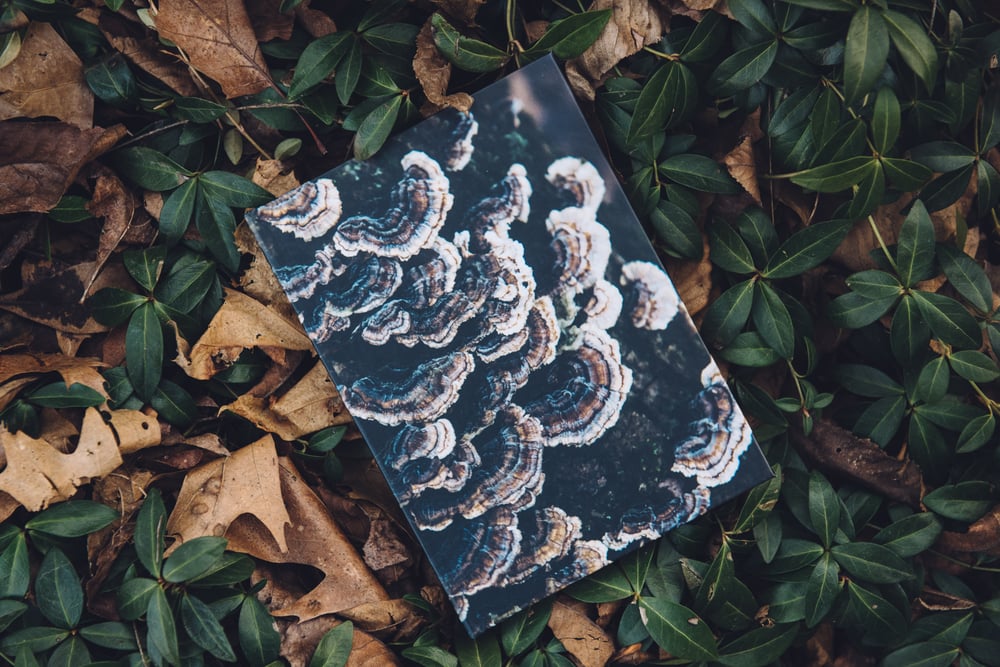 Image of Mushroom Journal Two