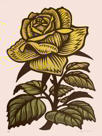 Yellow Rose