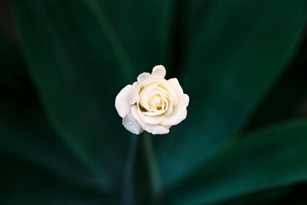 Image of ‘White Roses’ Fine Art Print