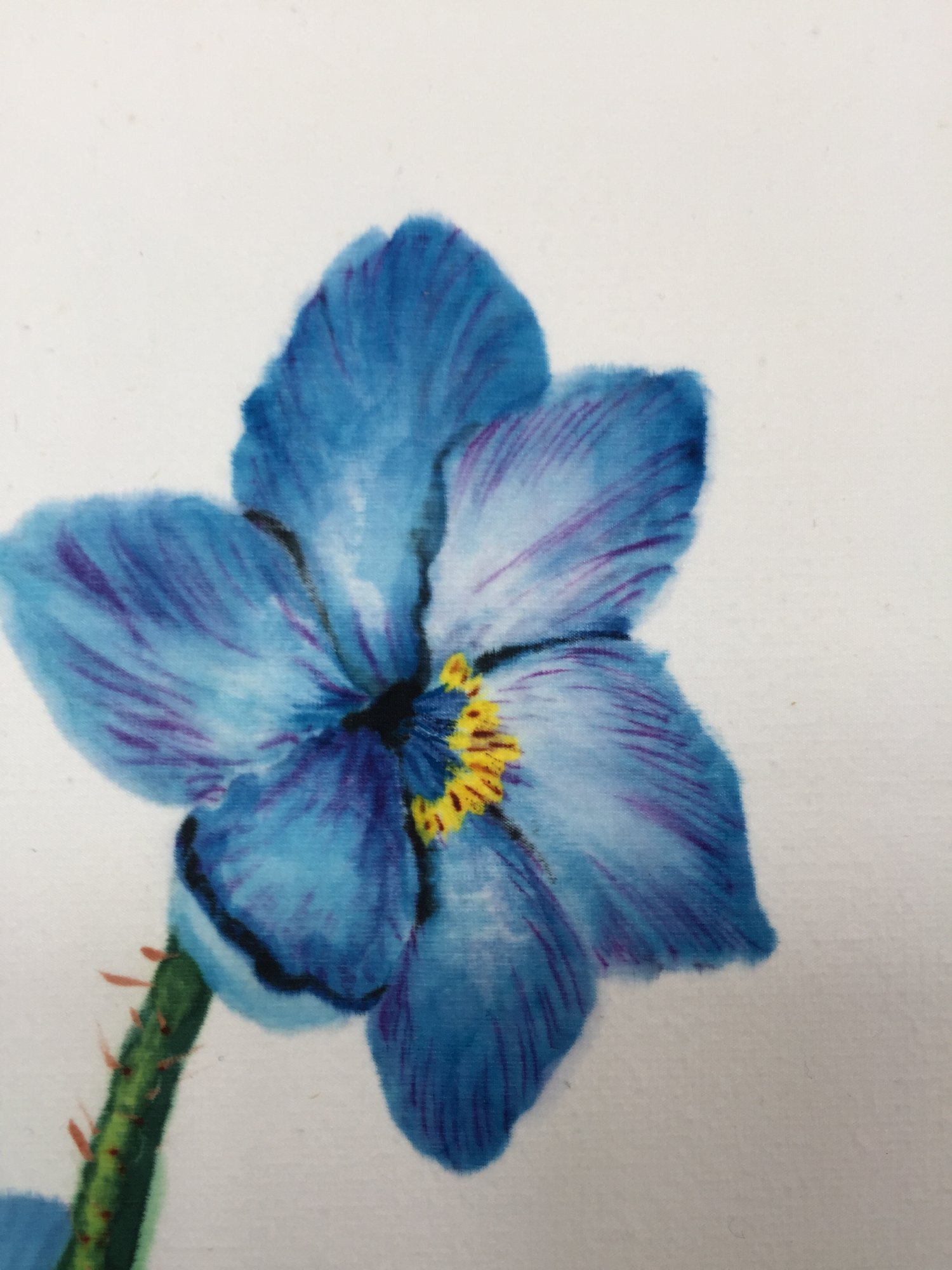 Image of Blue Poppy of Tibet