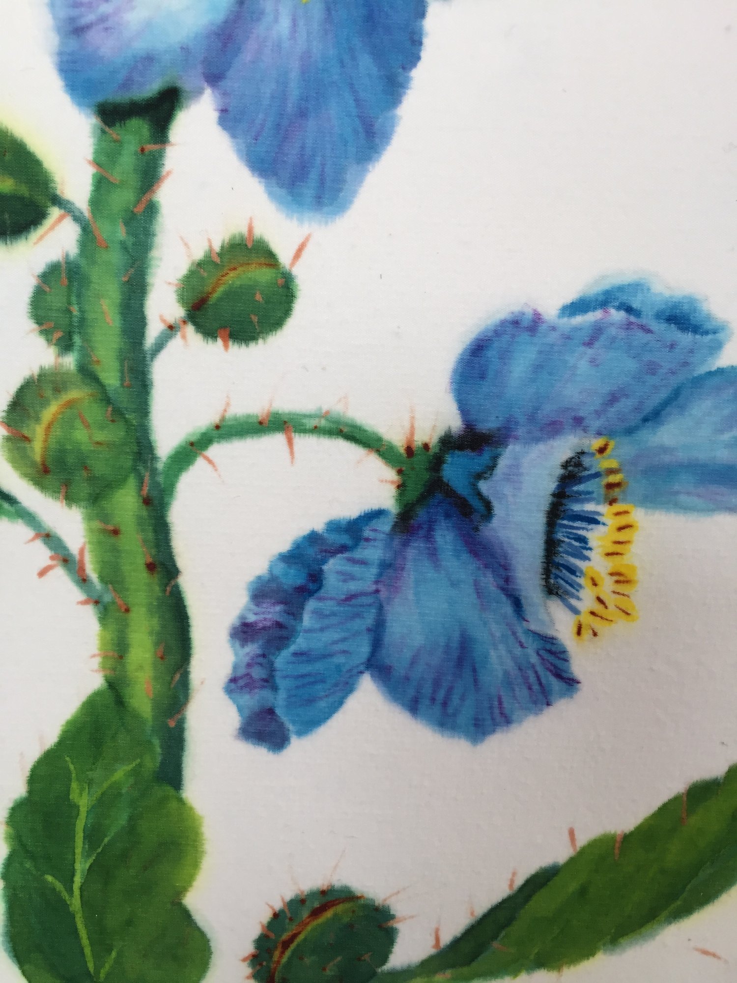 Image of Blue Poppy of Tibet