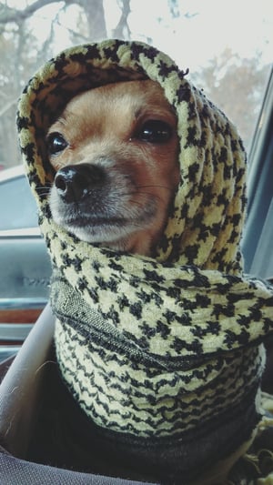 Image of Only Dogs Can Judge Me Sticker