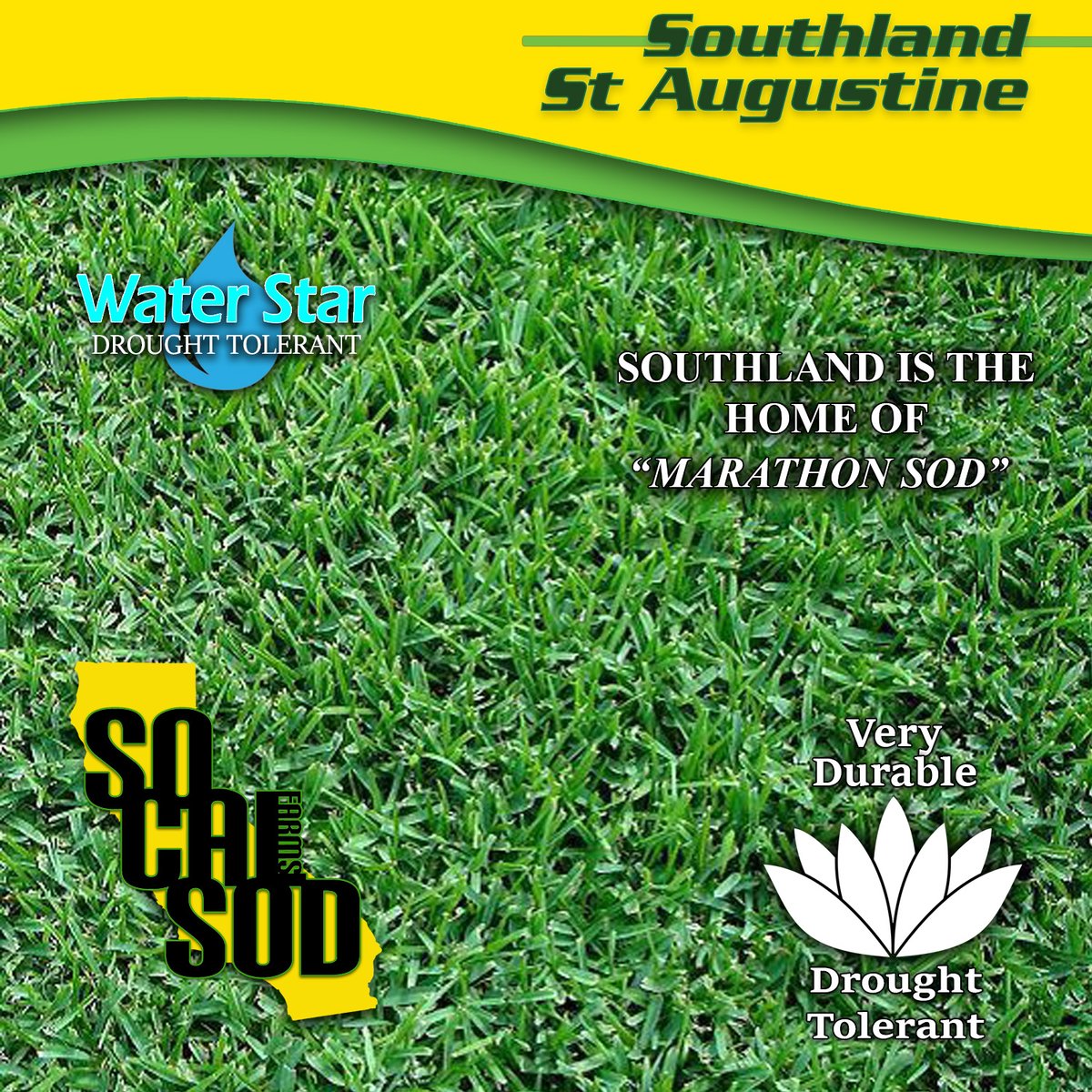 So Cal Sod Farms 562 6 9323 Southland St Augustine So Cal Sod Farms 562 6 9323 Southland St Augustine