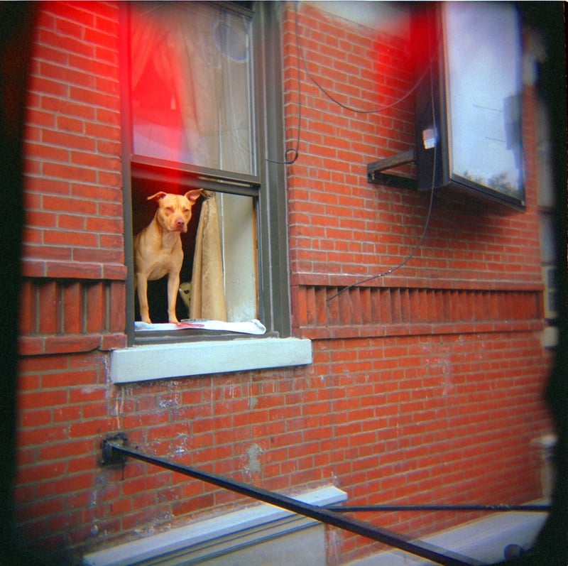 Image of Doggy in the Window