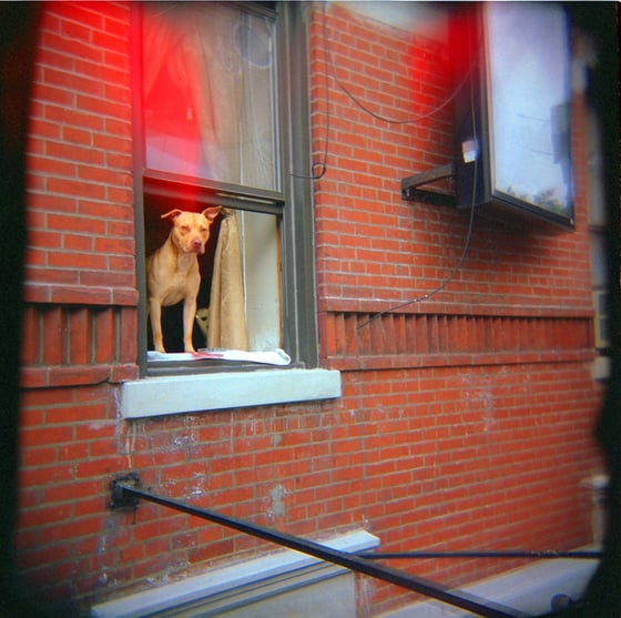 Image of Doggy in the Window