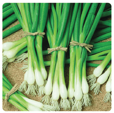 Image of Warrior Bunching Onion