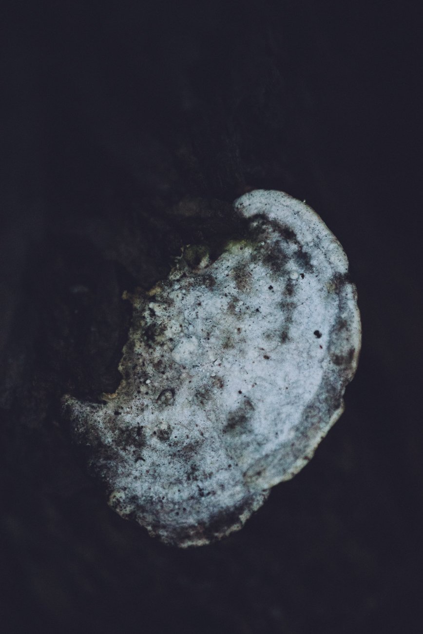 Image of all the stars are dead now