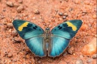 Image 4 of Metamorphosis - Widespread Forester