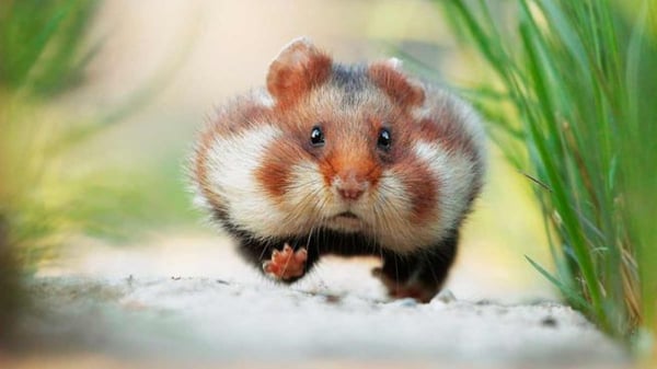 Image of Hamster tu pasión