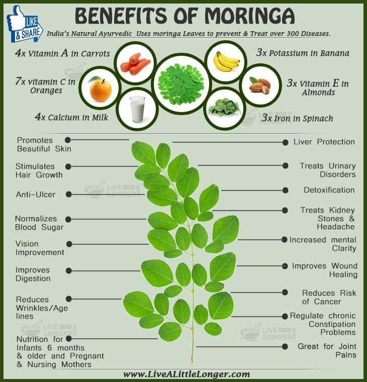 buy-100-certified-organic-moringa-powder-online-grainic