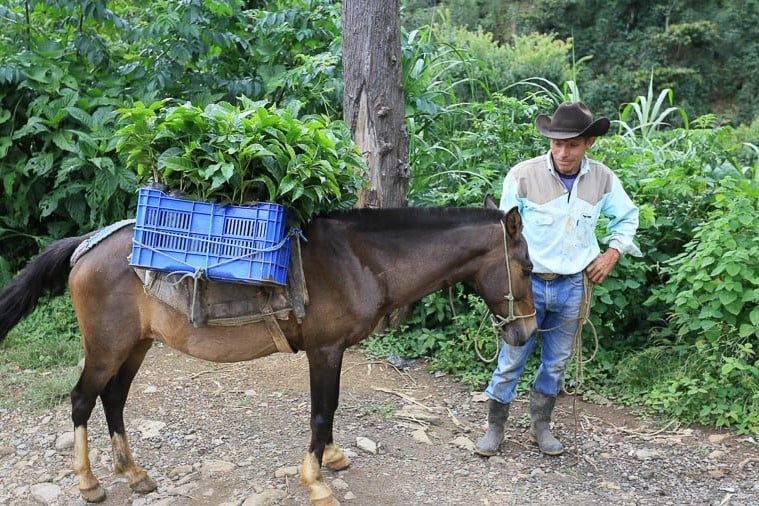 Image of Guatemala