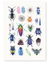 'Beetles' Limited Edition Art Print