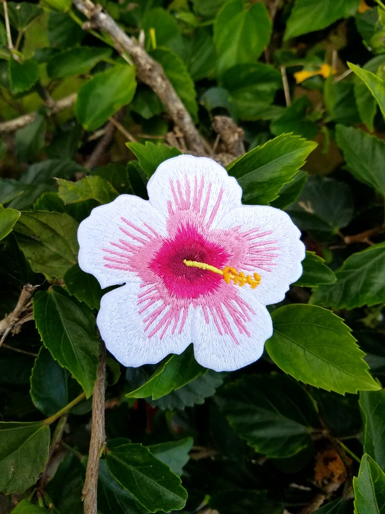 Image of Pink and White Hibiscus