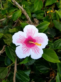 Image 4 of Pink and White Hibiscus