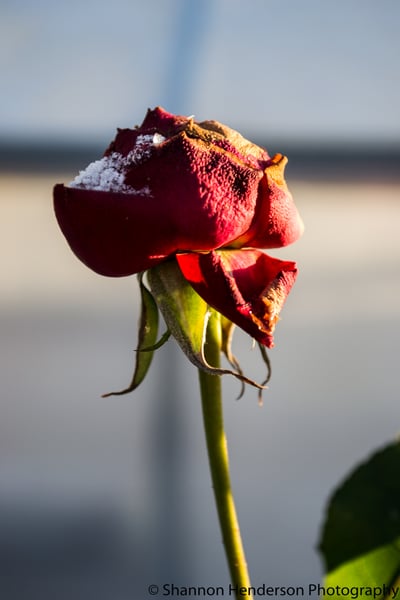 Image of Rose in Winter