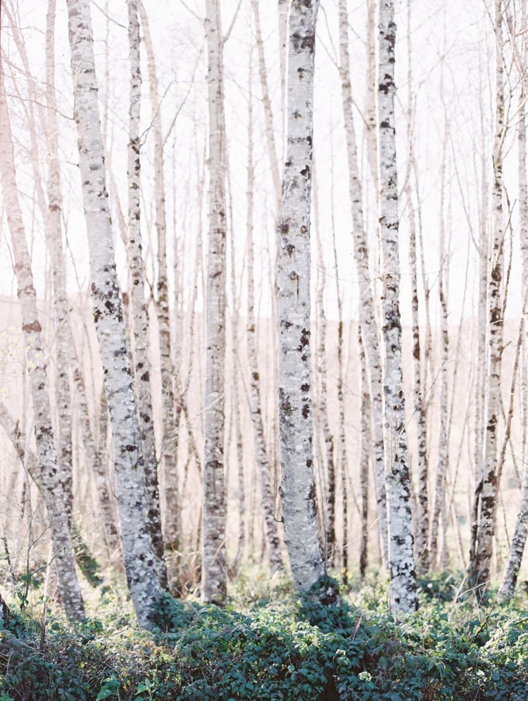 Image of Birch Wood