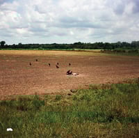 Vautour sur la route de Memphis